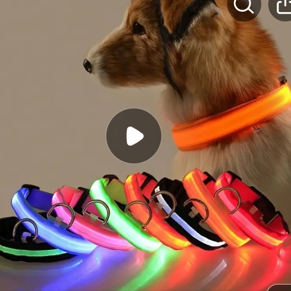 🆕️ High visibility collar and portable watering bottle - Picture 13 of 13